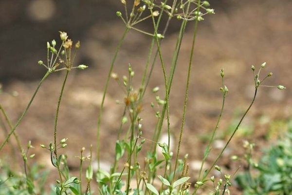 Jagged chickweed