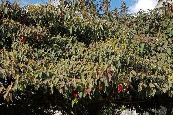 Queensland-poplar