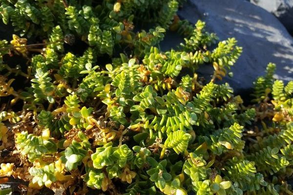 Sea-sandwort