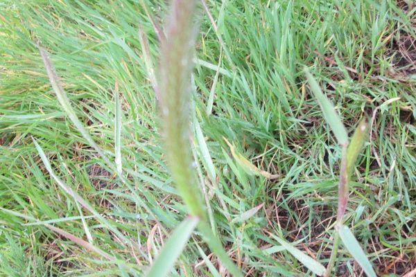 Meadow barley
