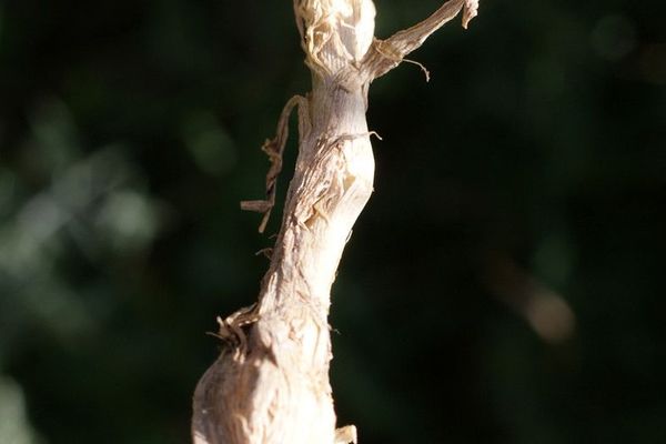 Bulbous barley