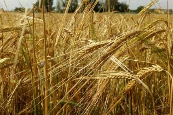 Barley
