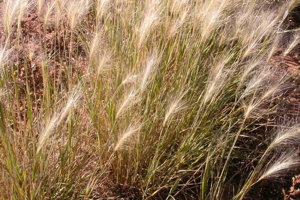 Foxtail barley
