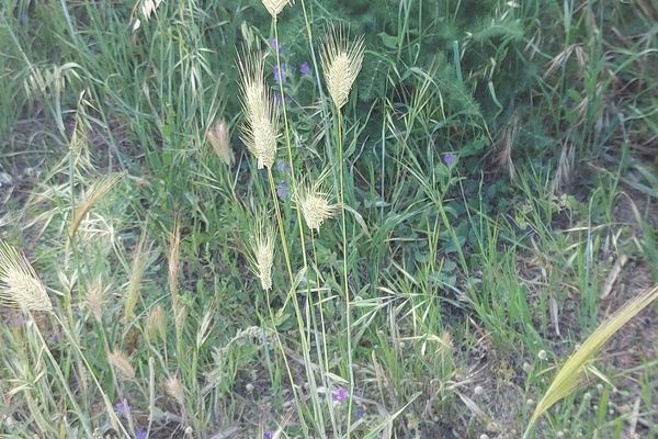 Sea barley