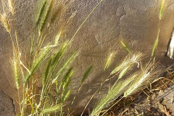 False barley