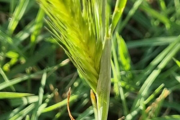 Little barley