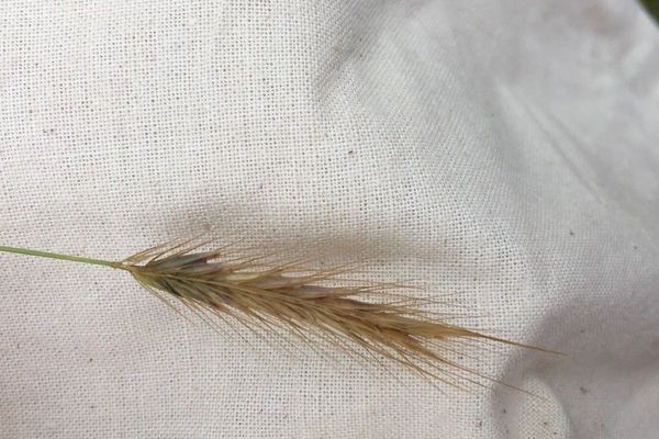 Meadow barley
