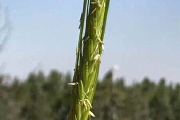 Hordeum spontaneum