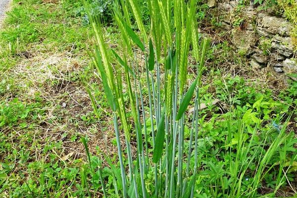 Barley