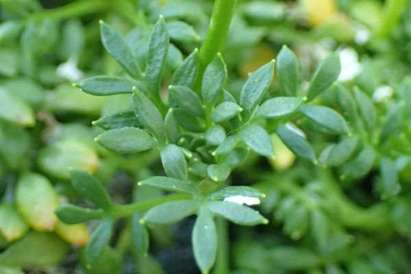 Chamois cress