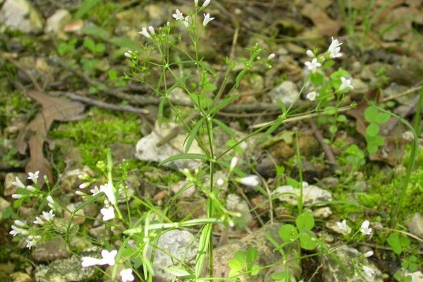 Longleaf summer bluet