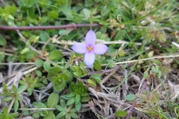 Tiny bluet