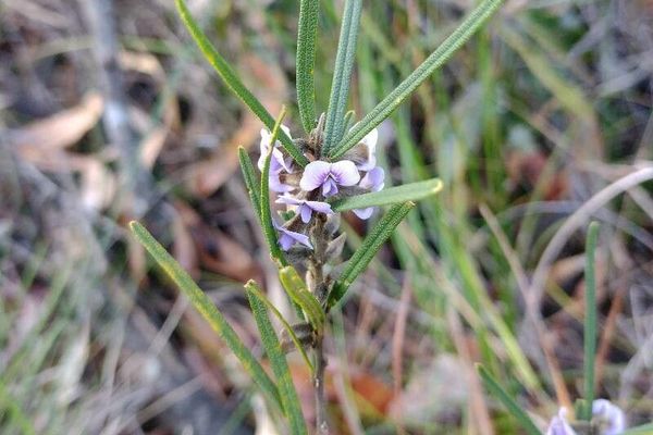 Hovea linearis