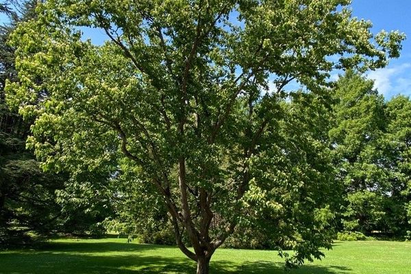 Japanese raisintree