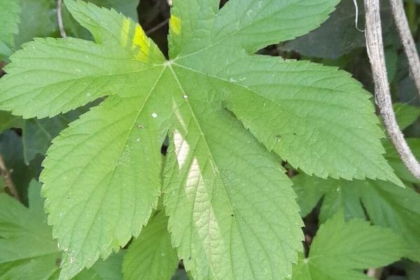 Japanese hop