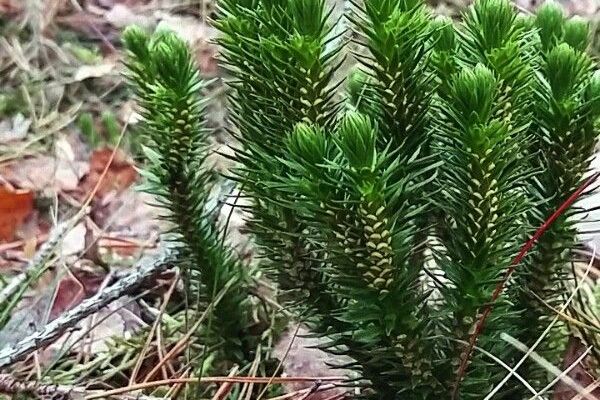 Northern fir-moss