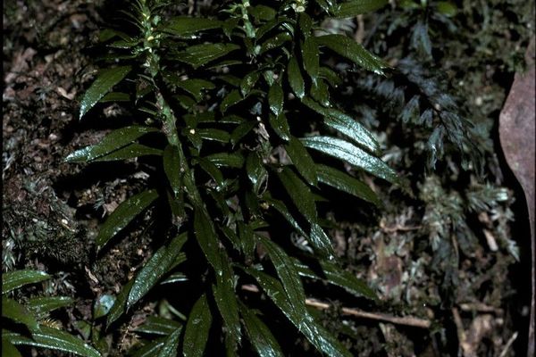 Toothed club-moss