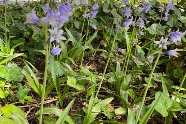 Spanish bluebell