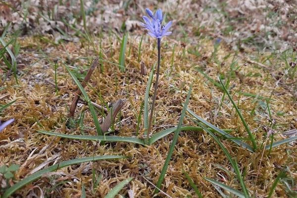 Italian bluebell