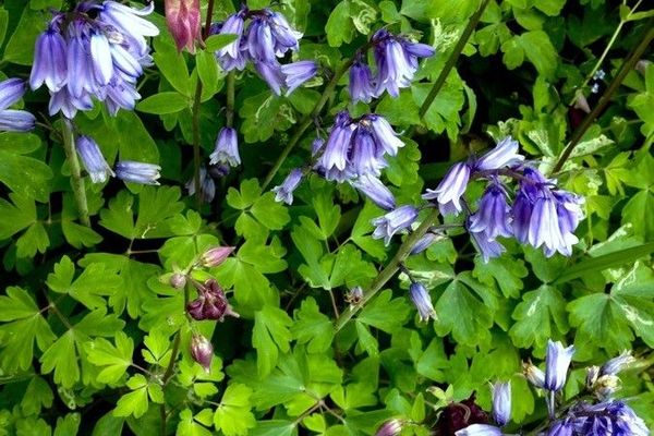 Wood-hyacinth