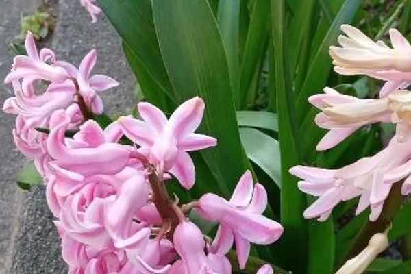 Hyacinth