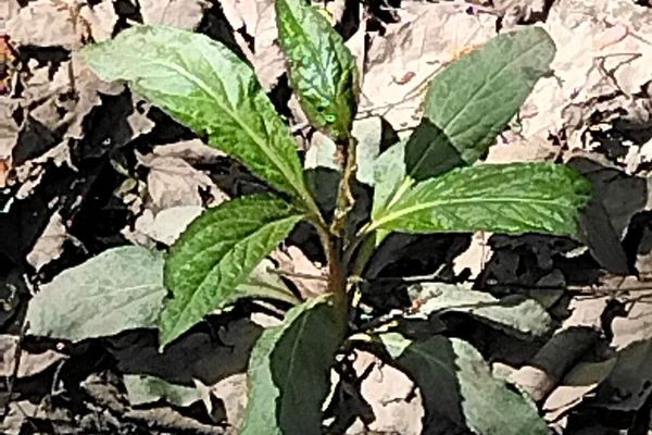 Eastern greenviolet
