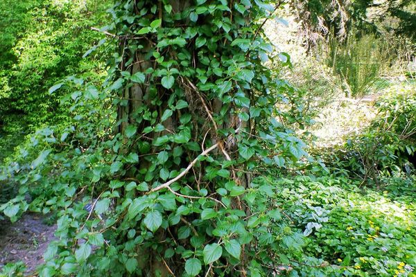 Climbing hydrangea