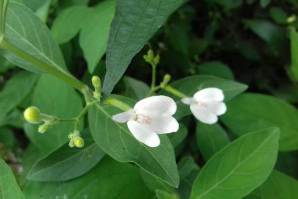 Hydrangea chinensis