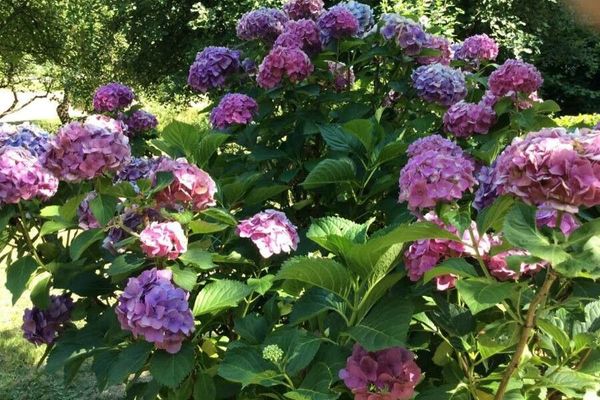 Hortensia