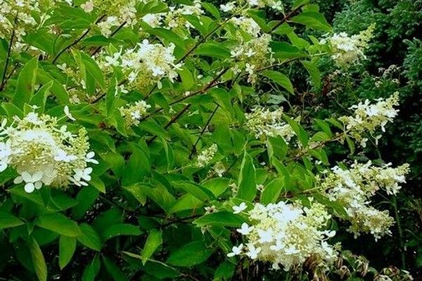 Peegee hydrangea