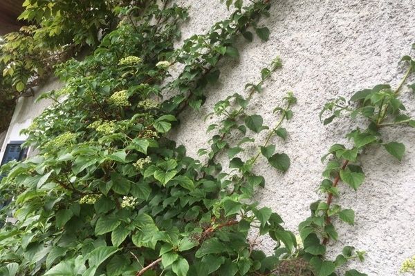Japanese climbing hydrangea