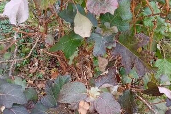 Oak-leaf hydrangea