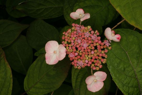 Hydrangea serrata