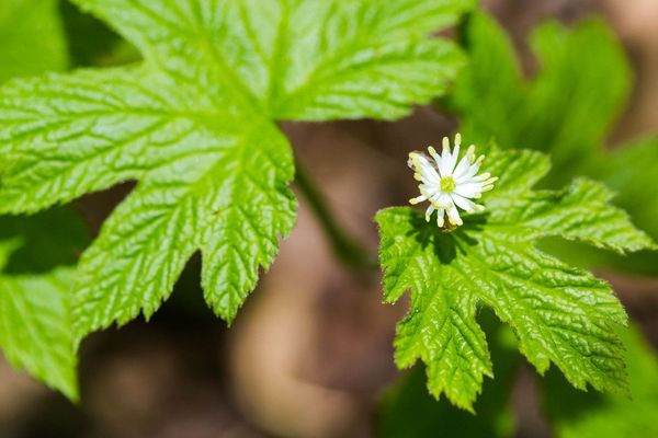 Goldenseal