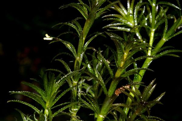 Florida elodea