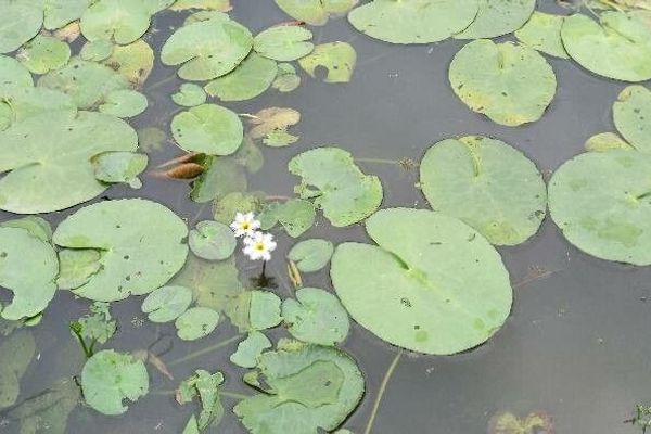 European frog's-bit