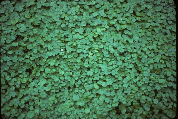 American marshpennywort