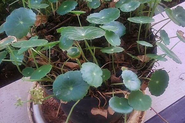 Largeleaf pennywort
