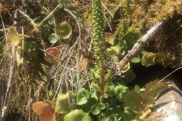 Floating pennywort