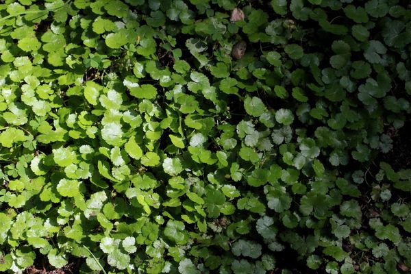 Lawn pennywort