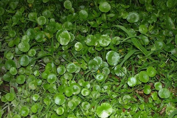 Water pennywort