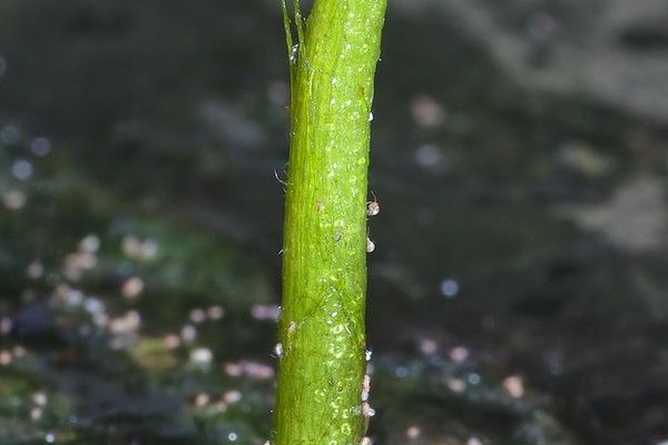 Whorled marsh pennywort
