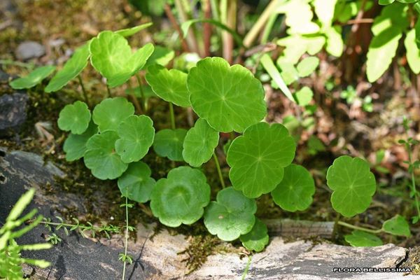 Marsh pennywort