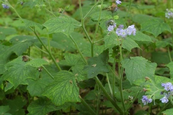 Great waterleaf