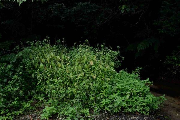 Yerba de hicotea