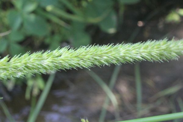Olive hymenachne