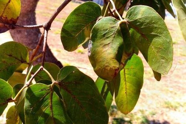 Hymenaea stigonocarpa