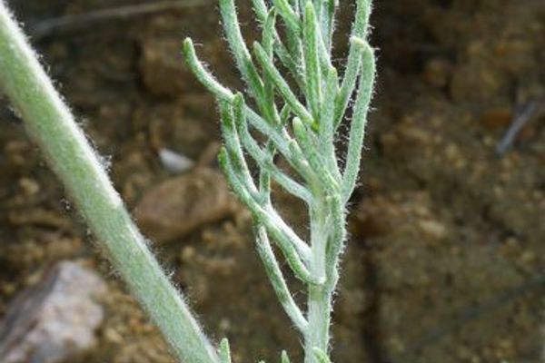 Fineleaf hymenopappus