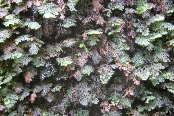 Hymenophyllum barbatum