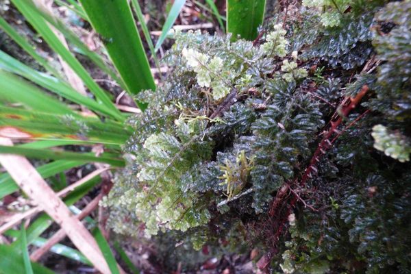 Hairy filmy fern
